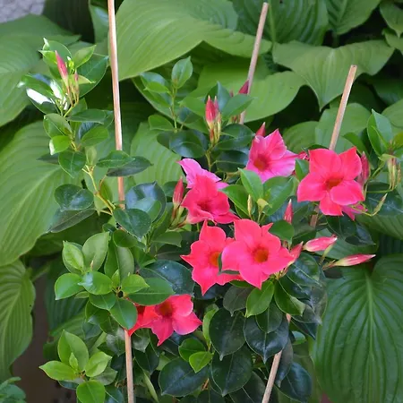 Rosi * Созополь